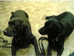 Millionhairs Farnborough Hampshire Logo 