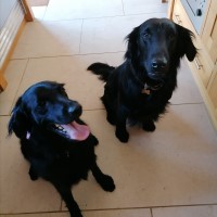 Saintly Dogs Professional Dog Training & Behaviour Stratford upon avon Warwickshire Logo 