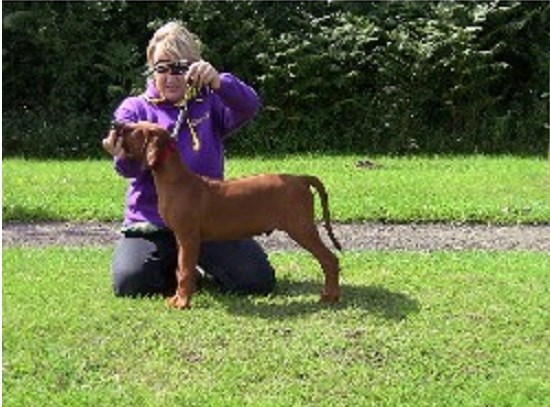 Tutridge Canine Services