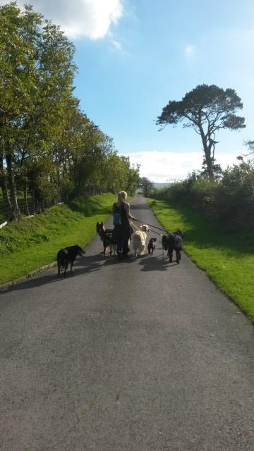 Walkies Dog walking & Boarding
