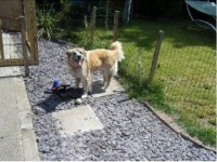 Complete Pets Chesterfield Derbyshire Logo 