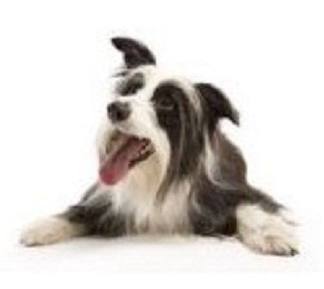 Dazzling Dogs Grooming