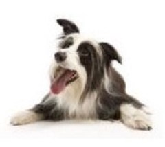 Dazzling Dogs Grooming Doncaster South Yorkshire Logo 