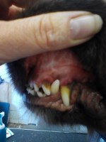 Sarah Stephenson Dog Grooming Kendal Cumbria Logo 