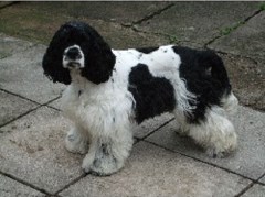 Clip Top Dogs Yeovil Somerset Logo 