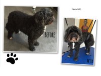 Waggy Tails East Grinstead East Grinstead West Sussex Logo 