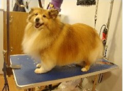 Posh Pups Ltd Motherwell Lanarkshire Logo 