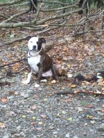 Love2walk-k9s Chillington Devon Logo 