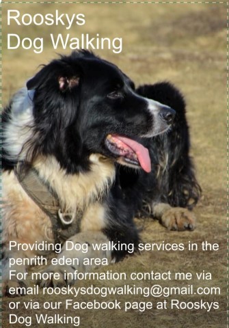 Rooskys Dog Walking