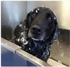 the dirty dog lady Dereham Norfolk Logo 