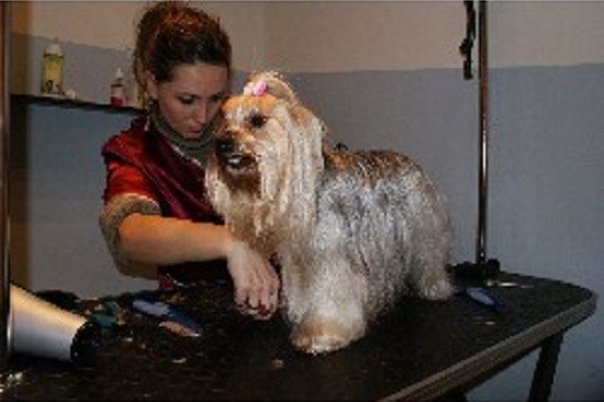 Dog & Cat Grooming