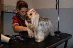 Dog & Cat Grooming Woking Surrey Logo 