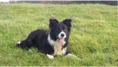 Doggy Walks Longniddry East Lothian Logo 