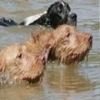 Waggy Tails Dog Walking Egham Surrey Logo 