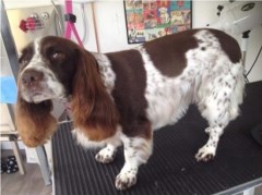 Dapper Dogs Grooming Salon Dorchester Dorset Logo 