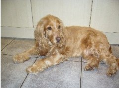 Alfies Pet Care Services Leicester Leicestershire Logo 