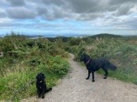 Top Dog Sitters Ltd Grange OVer Sands Cumbria Logo 