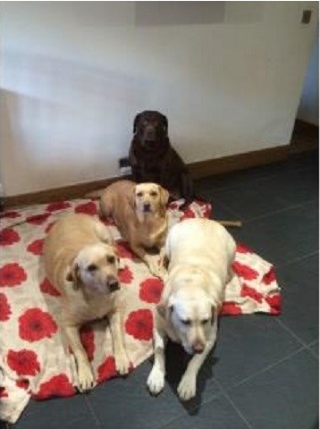 The white stables. Coal pit lane bacup. Ol139ha