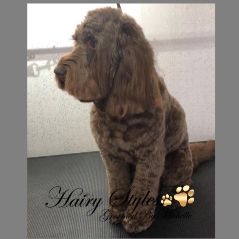 Hairy styles dog grooming salon