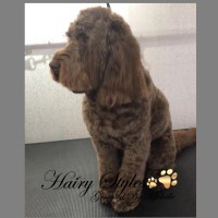 Hairy styles dog grooming salon Norton Canes Staffordshire Logo 