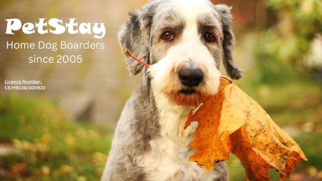 Petstay Stockport & East Cheshire