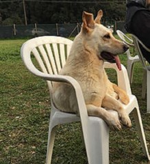 The Dog Partnership Taunton Somerset Logo 