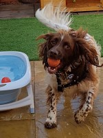 My Best Friend Dog Care North Shropshire Telford Shropshire Logo 