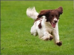  Chelmsford Essex Logo 