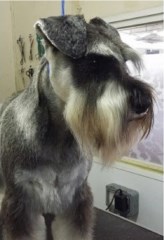 The Little Grooming Shack Maulden Bedfordshire Logo 