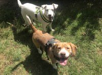 Paws Outdoors - South London Wallington Surrey Logo 