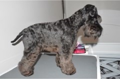 Wagtail Hall Groby Leicestershire Logo 