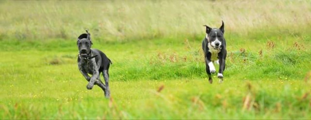 Walkies with Waggytails