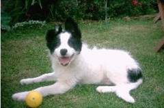 Dog Grooming Haddington East Lothian Logo 