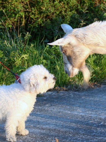 All Creatures Portland