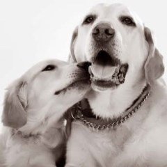 Walks And Wags Ramsbury Wiltshire Logo 