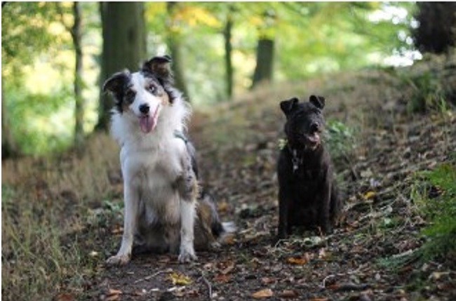 Carrie's Canines & Friends