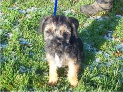 Little Paws Pet Services Northampton Northamptonshire Logo 