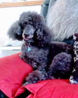 Comfy K9s, House, Pet Sitting And Mobile Dog Grooming Houghton le Spring Tyne and Wear Logo 