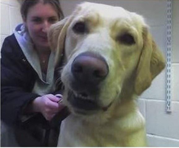 Who Let The Dogs Out