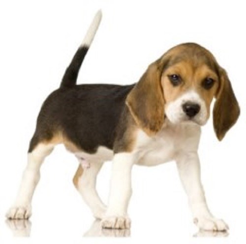 The Talking Dog Company