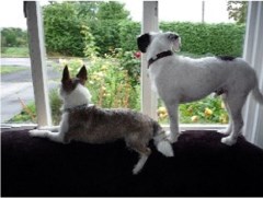 Muts At Home Chelmsford, Essex Logo 