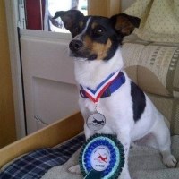 Buzzin Around Dog Walkers Catrine East Ayrshire Logo 