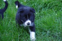 Paws On Dog Training Leicester Leicestershire Logo 