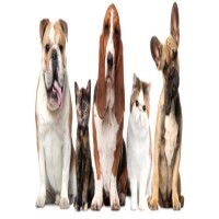 Premier Pet Carers Shepton Mallet Somerset Logo 