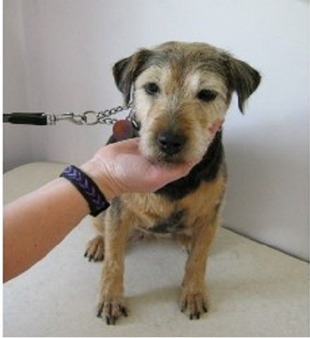 Doggy Dazzlers Canine Beautician