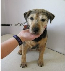 Doggy Dazzlers Canine Beautician New Mills Derbyshire Logo 