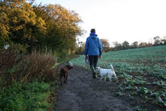 Lyonmill Pet Services