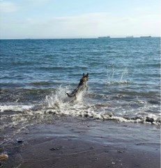 Wayfarer Dog Walking Glenrothes Fife Logo 