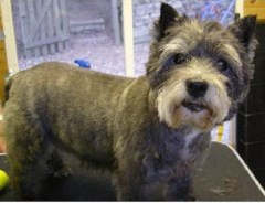 Furry Critters Dog Grooming Lothersdale, Keighley North Yorkshire Logo 