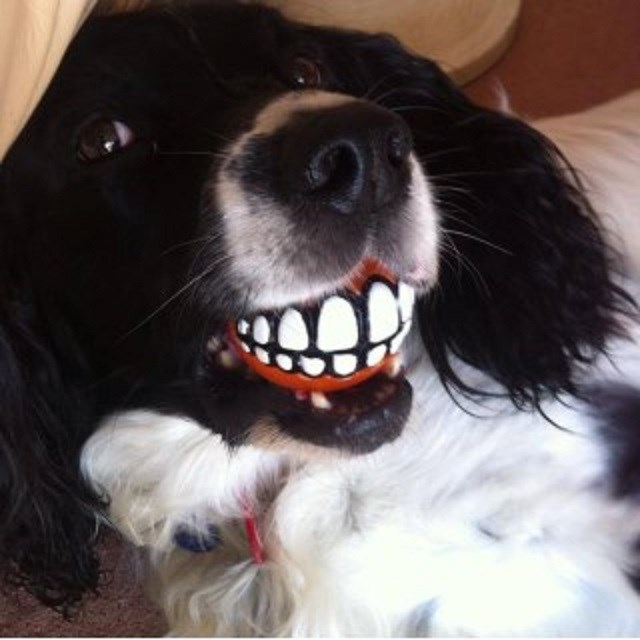 Bracklesham pets & Grooming